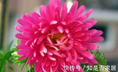 阳台上|从8月15日开始,家养此款花卉,芳香四溢,养在家中香飘满屋