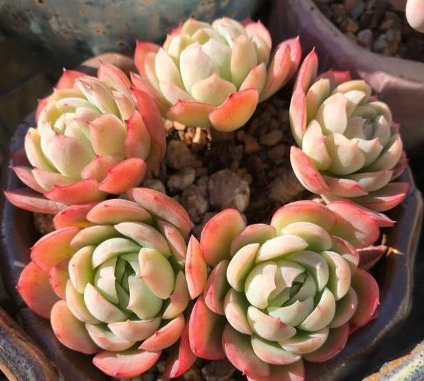 这3款植物买一盆就够了!用茎叶扦插,教你轻松铺满整个阳台