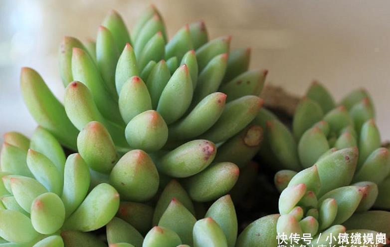 叶尖|柠檬手指和柳叶莲华虽然长得有点像,但它们真不是同一种多肉植物