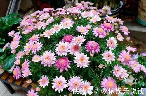花草|末伏天闷热，赶快查下家里是否盆栽了此4款，当心养一盆死一盆