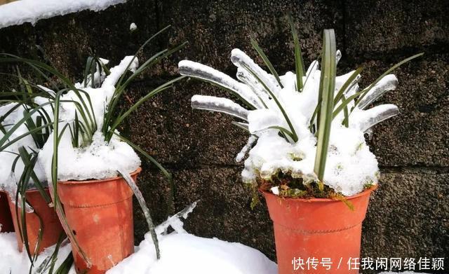  冬天养兰花，盆土结冰的怎么办两个操作一个必须