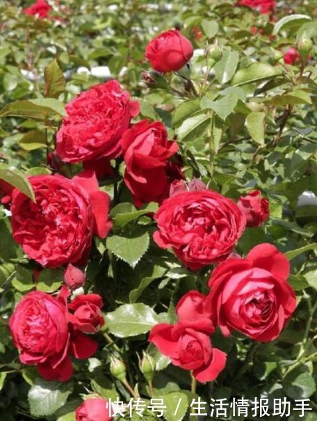 藤本月季三年才成型不,选择这3个品种,一年就能给你一面花墙!