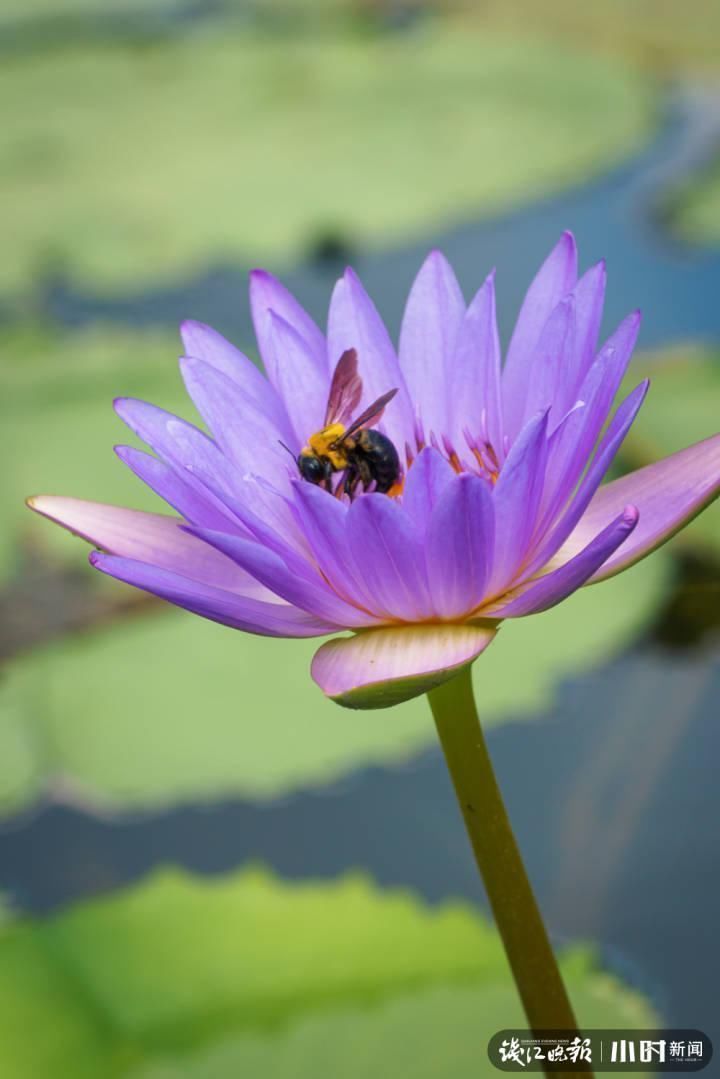 三潭印月|美炸了!三潭印月睡莲中的“大姐大”王莲,开了今年的第一朵花