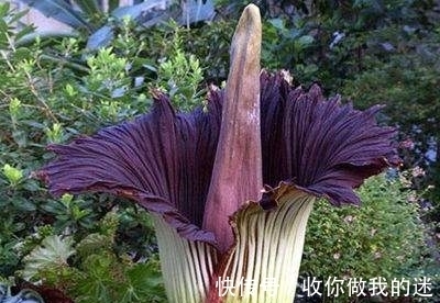 世界上最臭的花,7年才开一次花,看到会使人产生轻生幻觉?