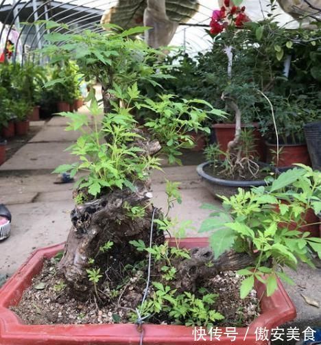 盆景|乡下一种“柴火木”,年年砍不绝,如今做成高档盆景,很受人欢迎