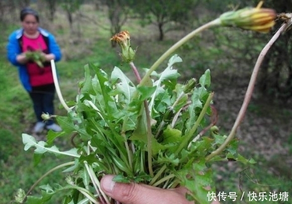 它有个名字叫“小冬虫夏草”，有很多人不知