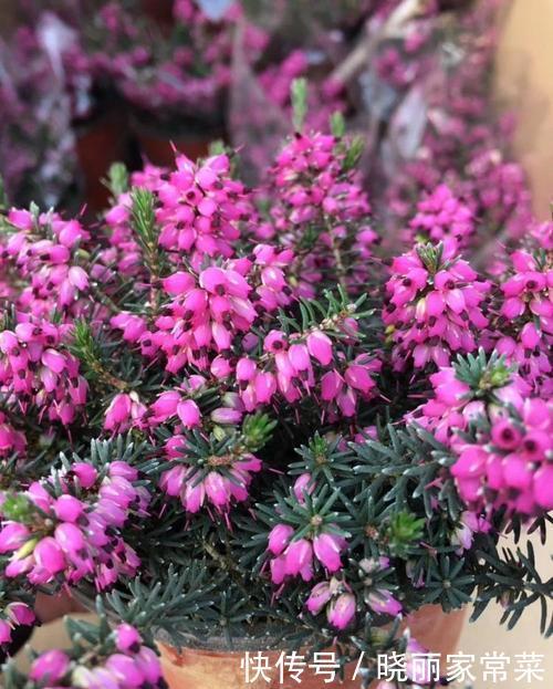 5种盆栽花卉,耐寒又好养,冬天种几盆,不愁春节没花赏!