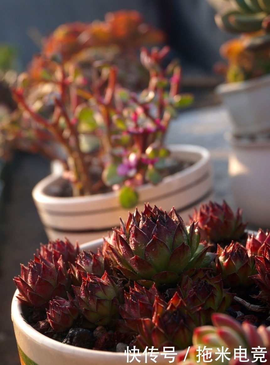 春天，去天台赏肉