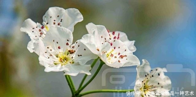 春日乡村芬芳绽放的梨花，洁白的花朵清新动人，靓艳含香的美