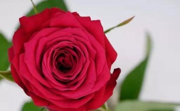 喜欢菊花，不如养盆“精品玫瑰”香格里拉，似晚霞映水，娇艳迷人