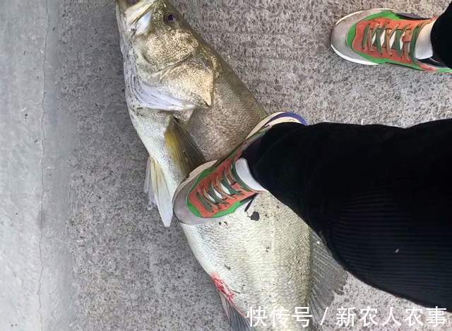漩门湾|45斤的米级“鲈鱼王”,浙江男子海钓收获大鱼,老钓鱼人也没见过