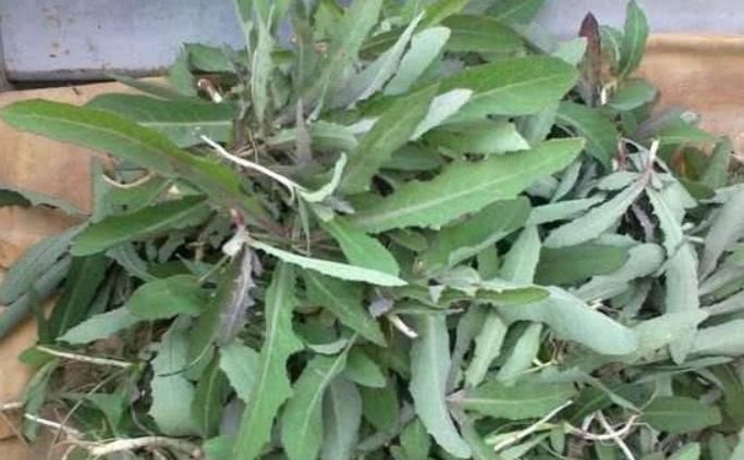 常吃|农村这种野菜浑身都是宝，老一辈称为“救命菜”，常吃凉血润燥