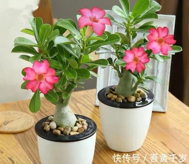 对于沙漠玫瑰,了解的人不多,但你若想种好它,这5个技巧要知道