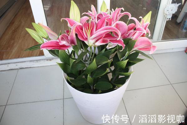 花友们|3种花,宁可扔了,也别在室内养护,个个有危险