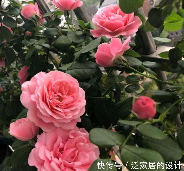 欲滴|月季如何养爆盆？教你养护小妙招，爆花不断，花开娇艳欲滴