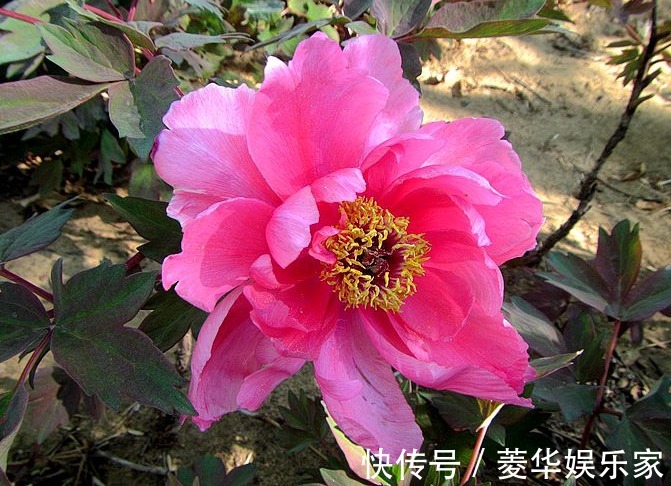 10种罕见的黑色花,都说很高贵,我怎么觉得诡异