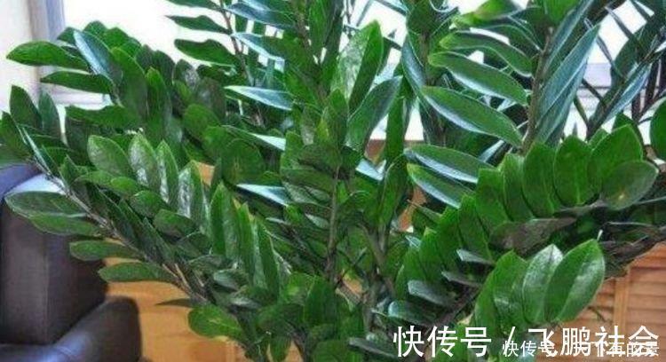 杜鹃花|3种“吉祥花”养家里,家庭越来越兴旺,旺夫旺子,幸福满满