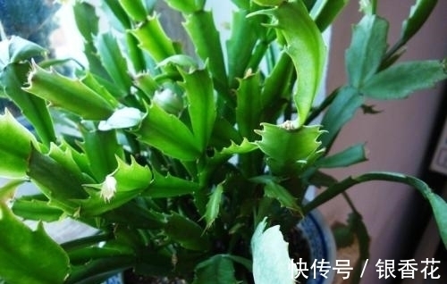 蟹爪兰如何嫁接龙骨花?教你嫁接“4法”,3个注意事项,30天成活