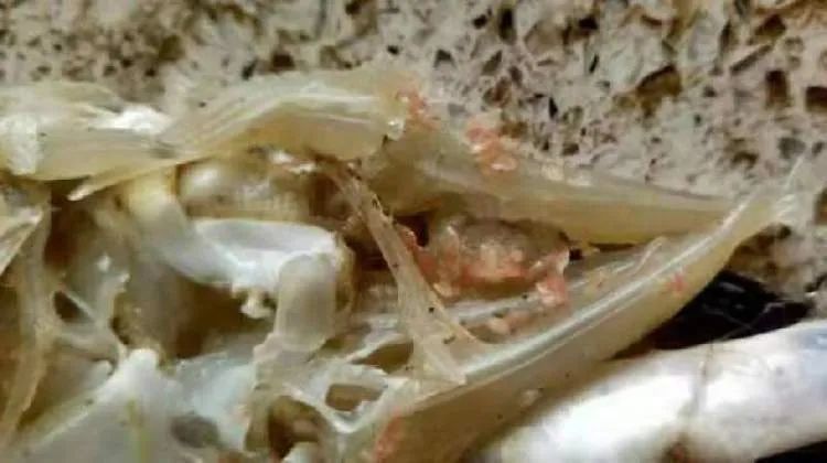 女子打开青蟹惊呆！里面竟是密密麻麻“小虫”…