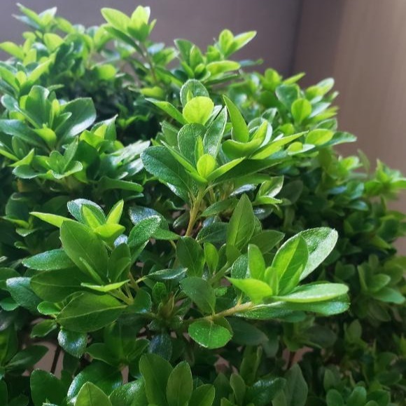 4种娇气花，就怕“当头灌”，叶片沾水就烂，浇水要谨慎