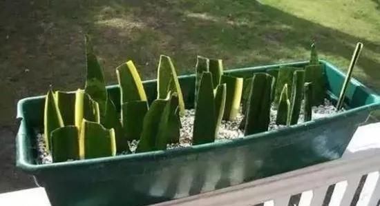 养花爱好者看过来这15种花现在“扦插”,生根快,一个周就长芽