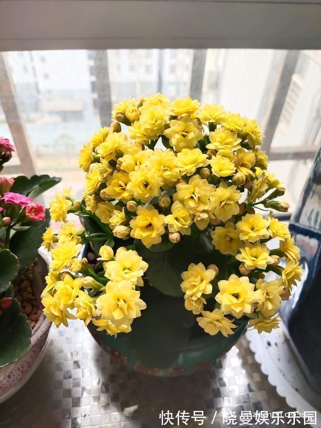 花友|容易养成老桩的多肉,新手也能养成,2年茎秆木质化