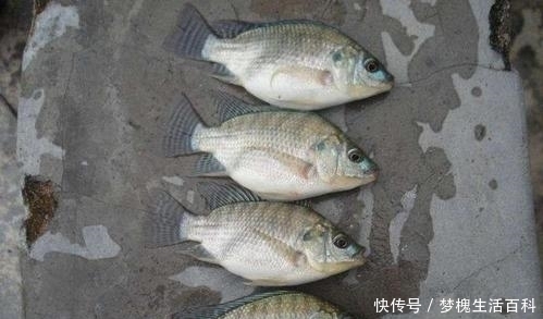 来自非洲的入侵物种,不太受人待见,但开发潜力巨大