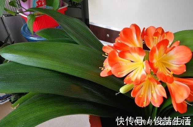 腐叶土|养君子兰用这个小妙招,开花多、新叶多、不夹箭,叶子绿的发光