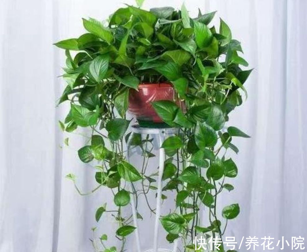 花卉|7种喜阴花，不能放在阳光下直晒，难怪容易出现黄叶枯萎