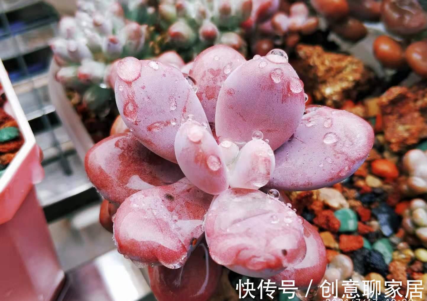 桃蛋|多肉桃蛋真有两种？是的，还有一种粉更厚颜色更紫，它又叫桃精灵