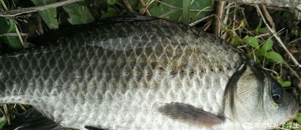 合适的铅皮对垂钓有多大影响?不起眼的细节经常直接影响鱼获