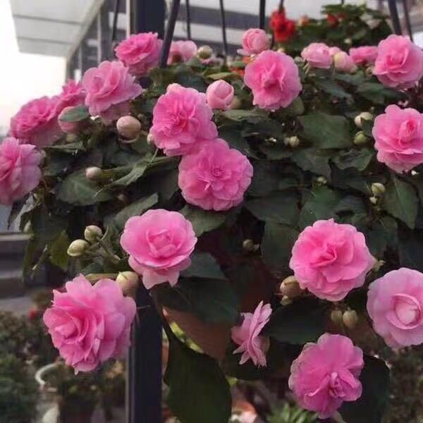 比长寿花还好养的“1种”阳台花,到了3月满盆冒花苞,谁养都活