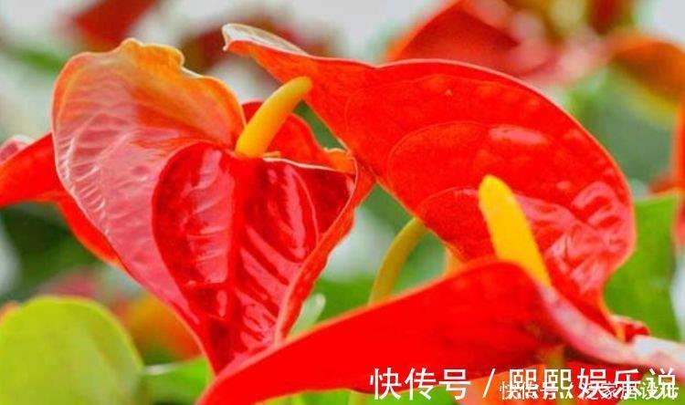 观赏价值|4种花美的出奇,好养又漂亮,连年开花,能养一辈子