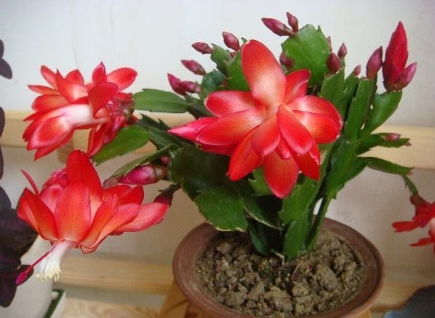 蟹爪兰不会嫁接怎么办只需简单3步做嫁接,容易存活花更多