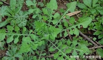 解毒|农村3大野菜宝贝,个个营养价值高,健脾开胃、利尿解毒、治牙痛