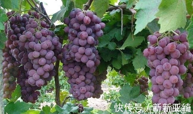 营养物质|常吃葡萄,好处多多,但切莫与一物同食,为了健康要早点了解