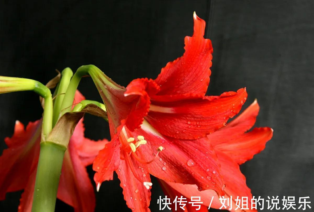 长寿花|4种漂亮花冬季开,做年宵花很美,养一盆在家里,都温馨浪漫