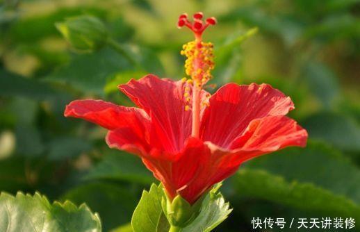 5款花寓意超好的，养家里财运亨通，颜值也时候超高的