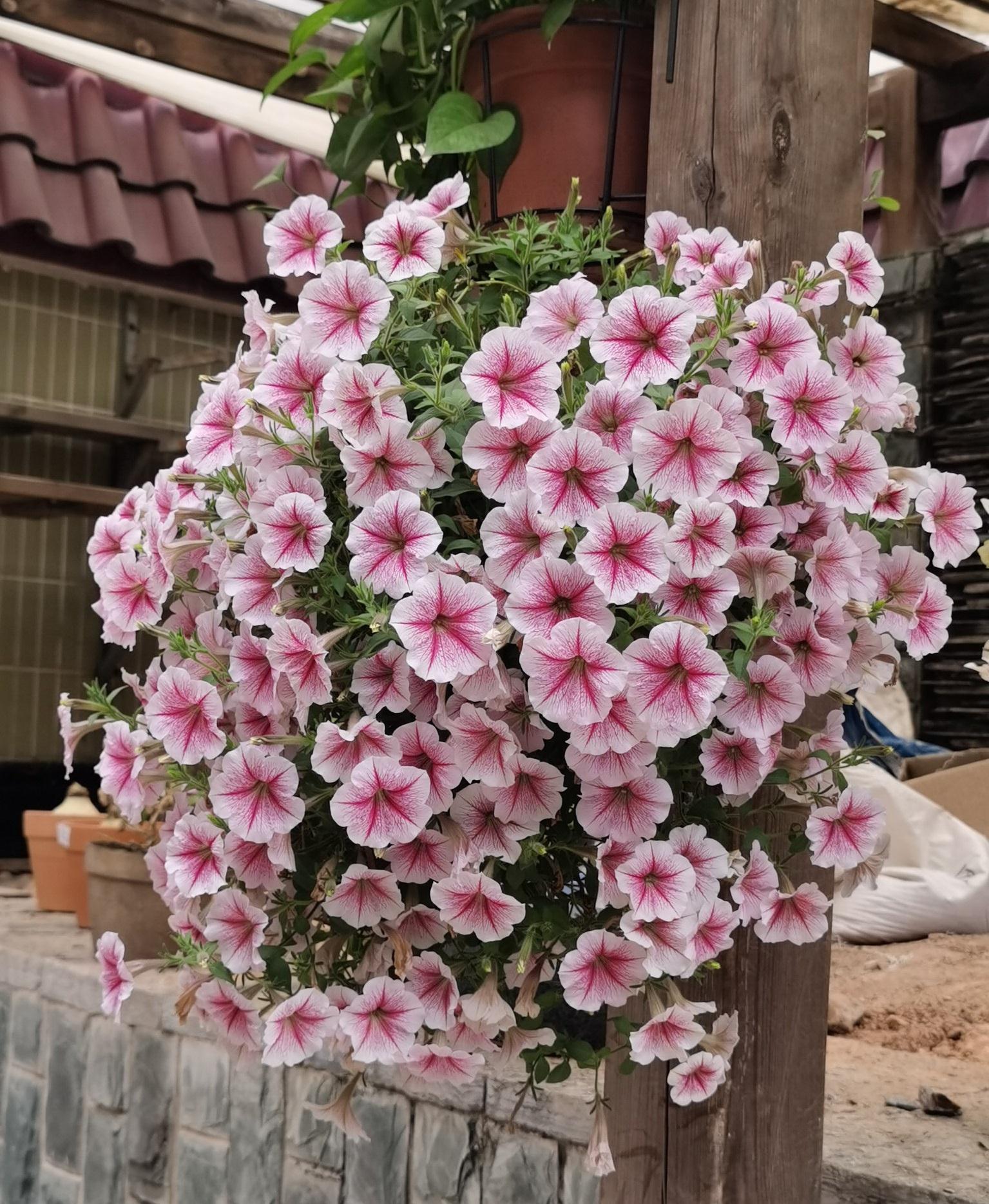 鼠尾草|12生肖对应的“幸运花”，你属啥，旺你的花就是它