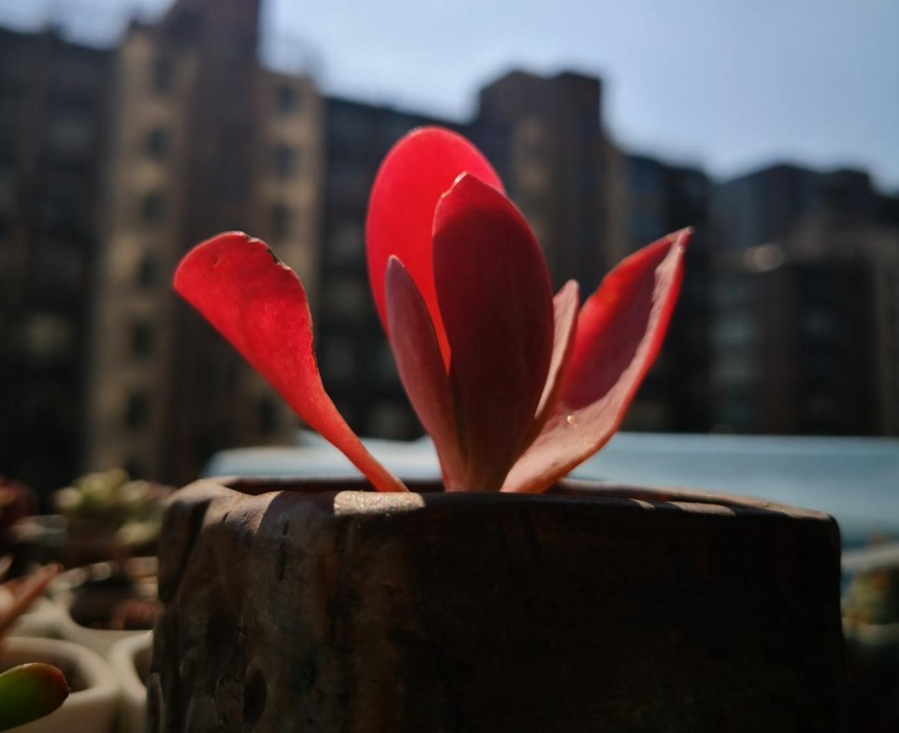 多肉一养就死,那是因为没做好这些