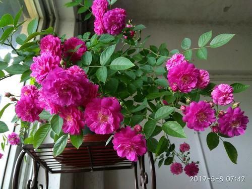 阳台养花，养棵“爆香紫”吧，打理简单，四季有花看，花香飘满屋