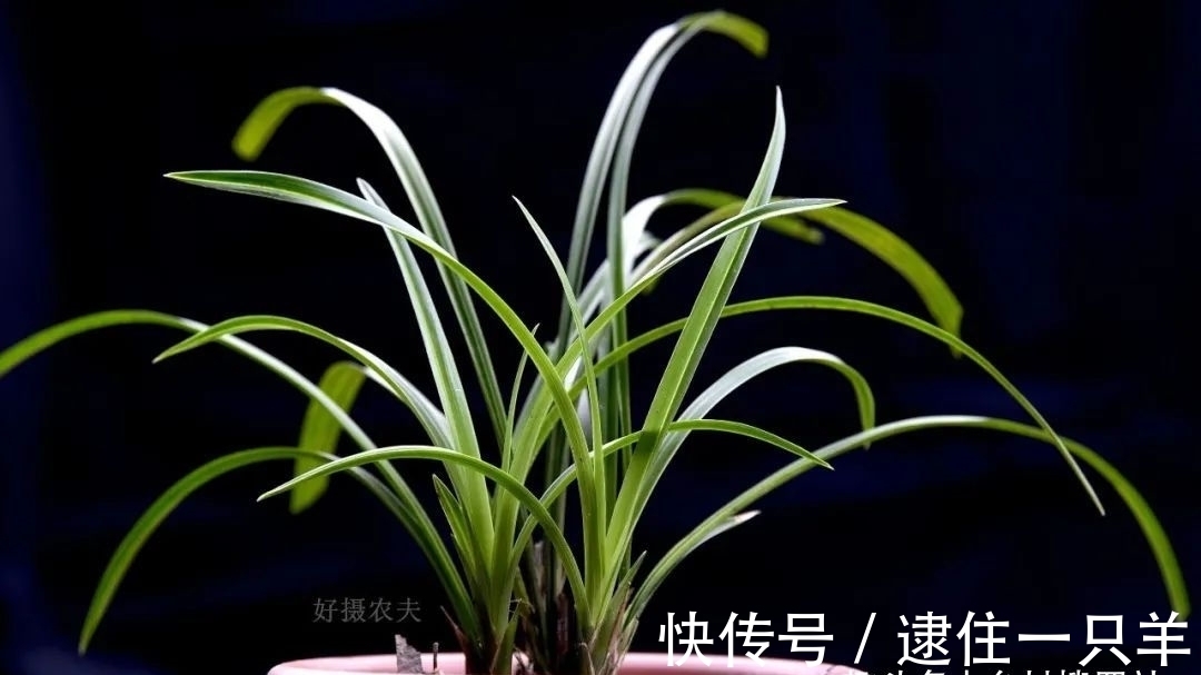 什么叫兰花服盆？兰友：这么说就明白了