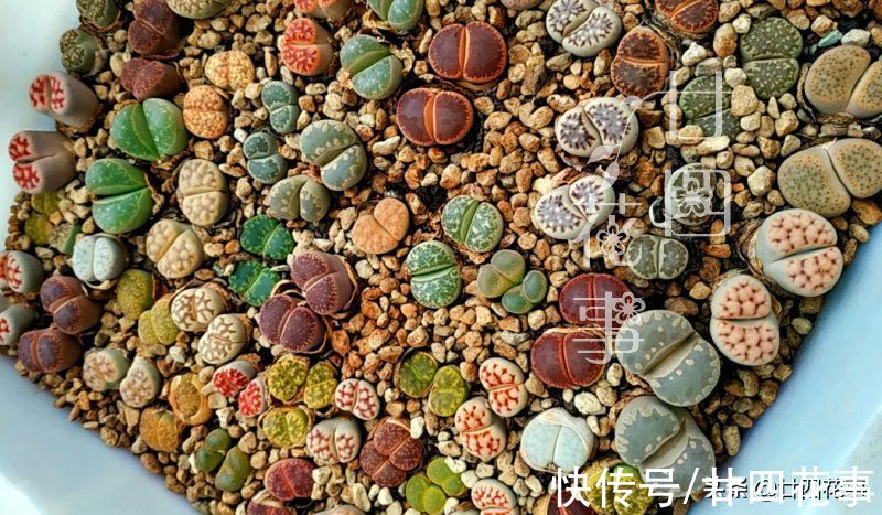 冤枉钱|9月买多肉植物，记住6个“不要”，少花冤枉钱，最后1条扎心