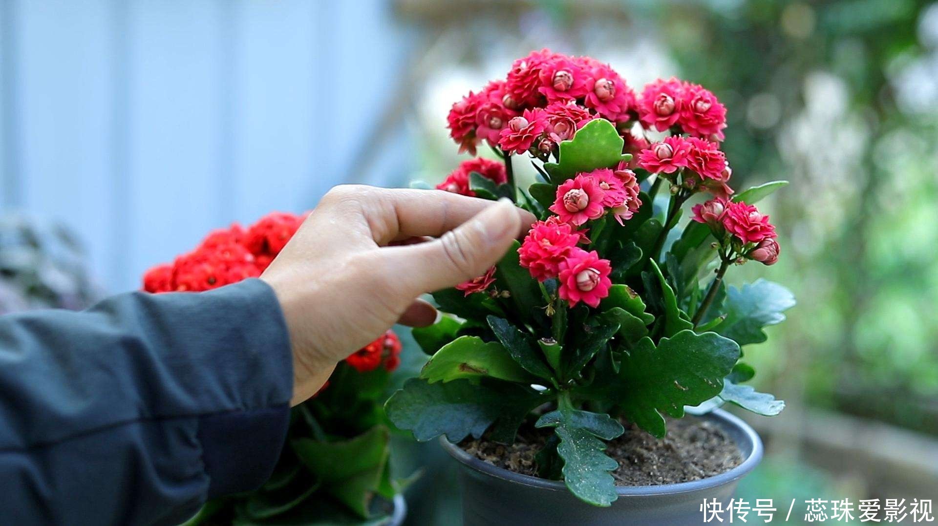 叶片|美女养长寿花,狠心“撸光叶”,留下秃枝干,50天就成霸气老桩