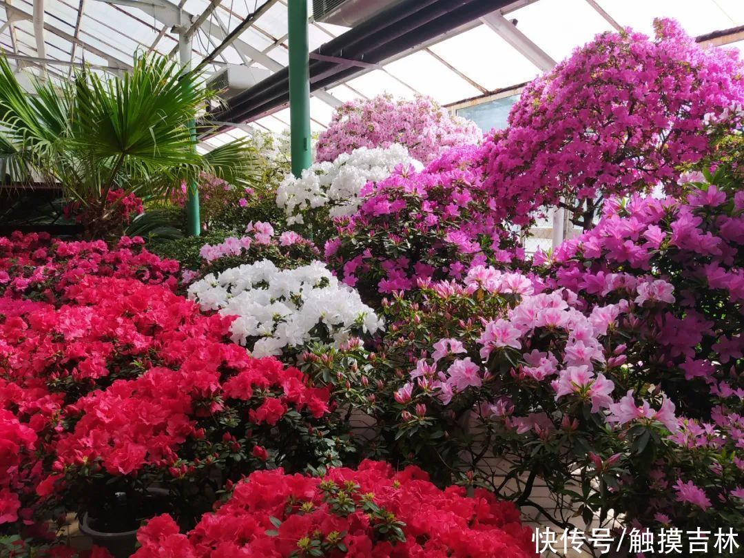 阳春三月，快来赏花！吉林市这里的杜鹃花开了