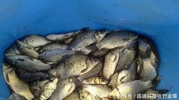 夏季|夏季什么饵料好用,腥饵好用不好用?