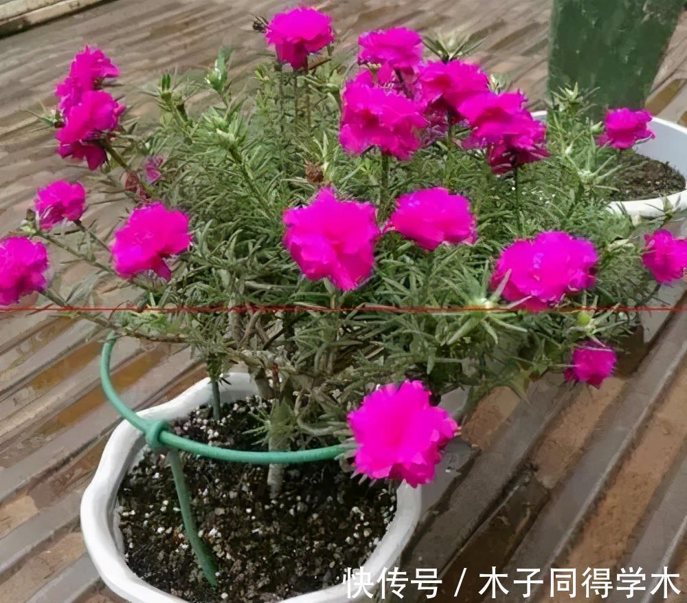 扦插|4种漂亮花,越老越没用,开花少长得丑,赶紧扦插几盆备用
