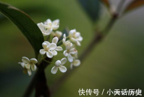 秋月桂花|打油诗《秋月桂花》小院树下栖灰鸭，月色如霜白桂花