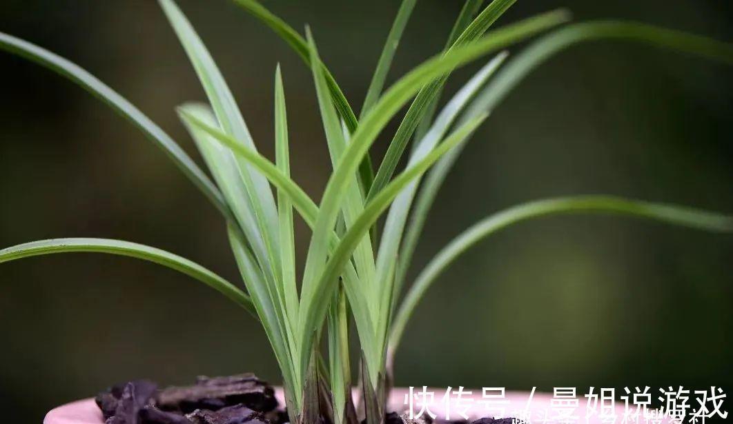 兰花叶尖常有枯黄焦黑，有没有实用的技巧，轻松就解决问题？