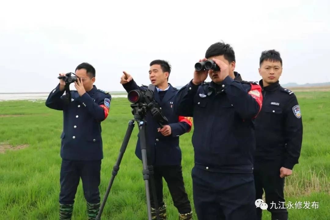 鄱阳湖候鸟陆续北迁，“生态警察”护航忙